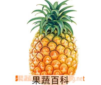 果蔬百科菠萝