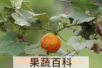 果蔬百科郁李仁