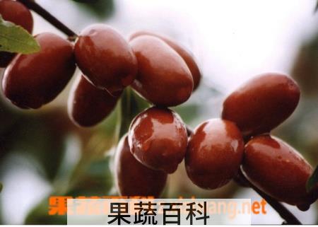 果蔬百科吃红枣的好处和坏处