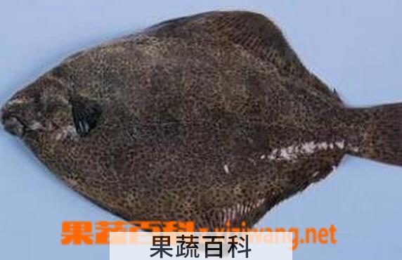 果蔬百科黑姑鱼的营养价值与功效