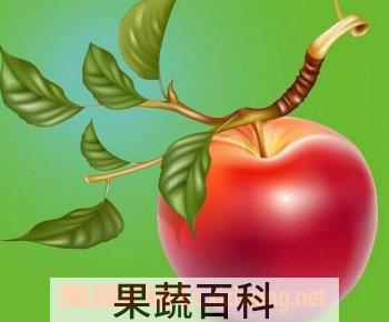 果蔬百科苹果