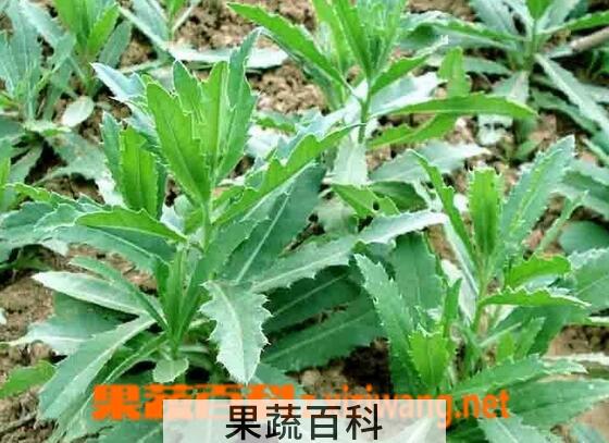 果蔬百科刺儿菜的营养价值与功效