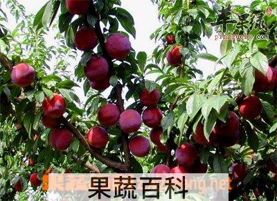 果蔬百科西梅