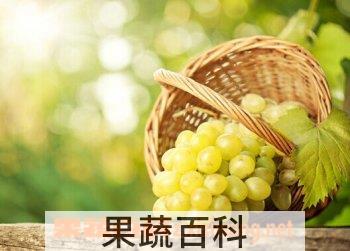 果蔬百科葡萄