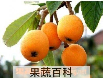 果蔬百科枇杷