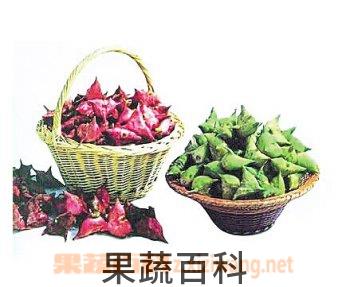 果蔬百科菱角