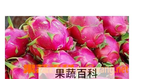 果蔬百科火龙果