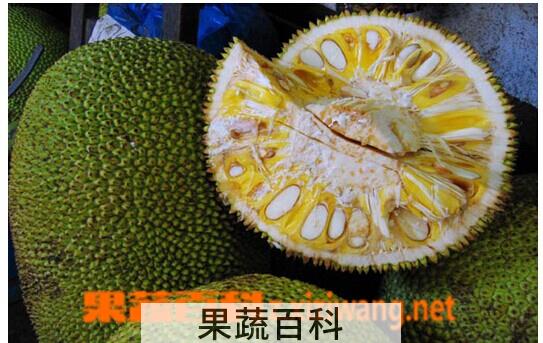 果蔬百科菠萝蜜