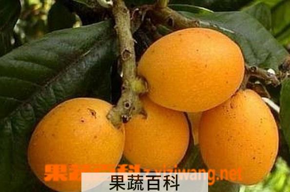 果蔬百科催熟的枇杷