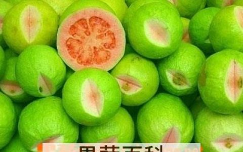 无花果的药用价值和功效作用图片 无花果的药用价值和功效作用是什么