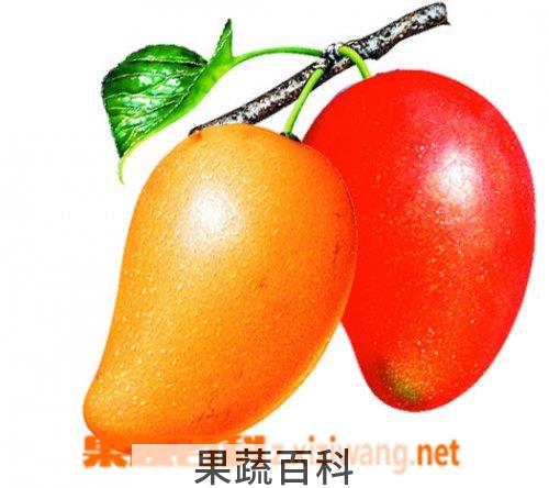 果蔬百科芒果
