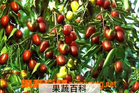 果蔬百科枣