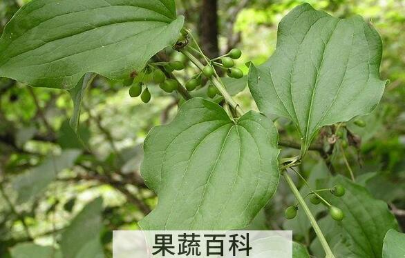 果蔬百科牛尾菜的营养价值与功效