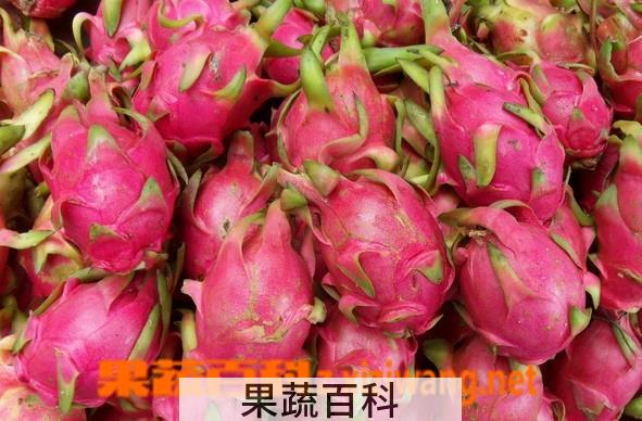果蔬百科火龙果