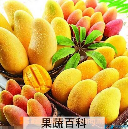 果蔬百科芒果