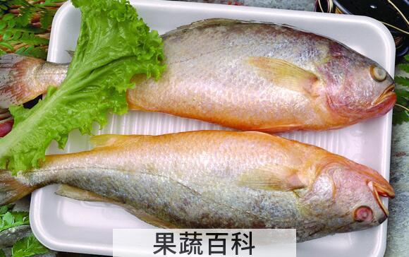 果蔬百科吃黄鱼的禁忌与注意事项