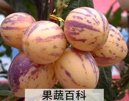 果蔬百科 青海人参果怎么吃 人参果的吃法图片