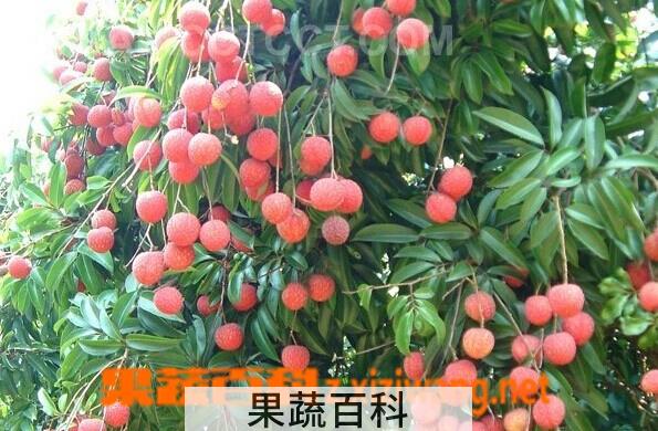 果蔬百科荔枝