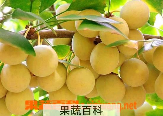 果蔬百科 银杏果怎么去皮 新鲜银杏怎么吃