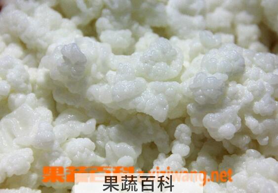 果蔬百科雪莲菌是什么