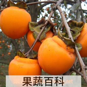 果蔬百科柿子