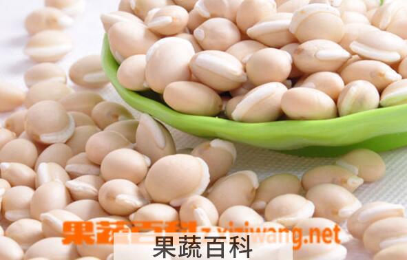 果蔬百科白扁豆的食疗功效与用法