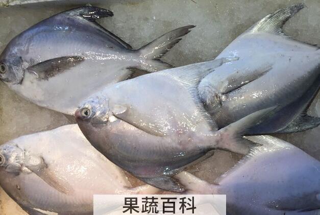果蔬百科白鲳的营养价值与功效