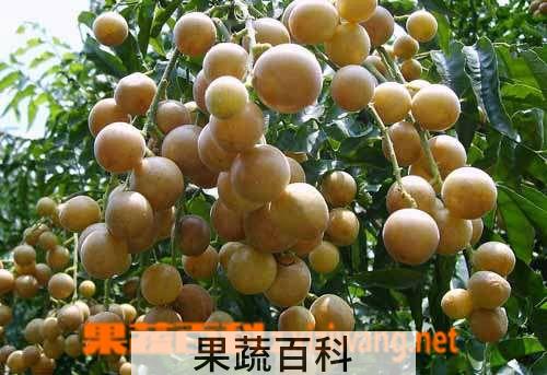 果蔬百科 黄皮果的功效和营养价值