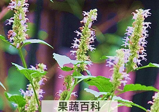 果蔬百科香茸的功效与作用