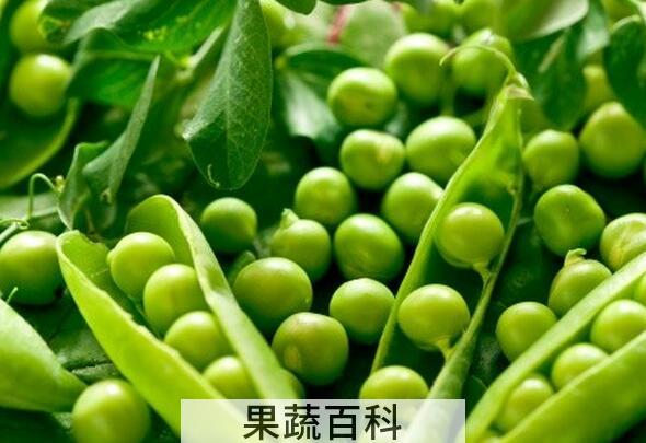 果蔬百科吃豌豆的好处与坏处