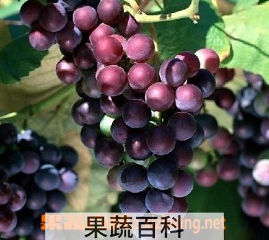 果蔬百科