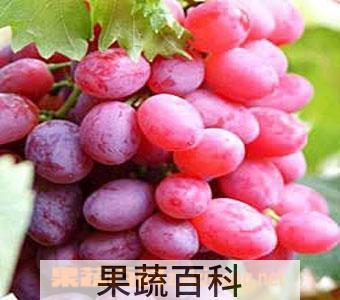 果蔬百科提子皮可以吃吗 提子皮的功效与作用