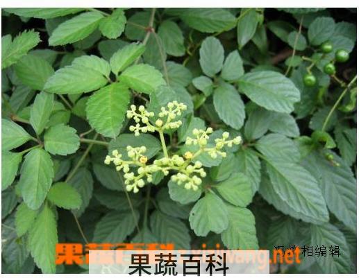 果蔬百科乌蔹莓