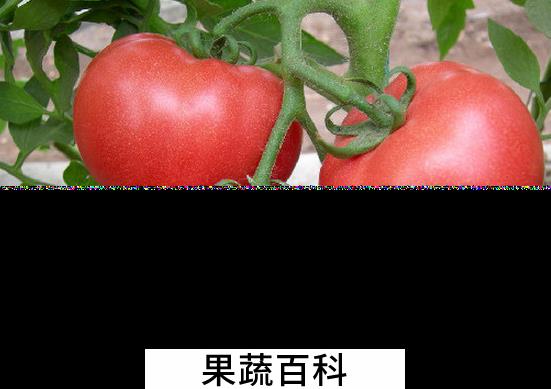 果蔬百科怎么去除西红柿皮