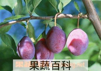 果蔬百科西梅泥