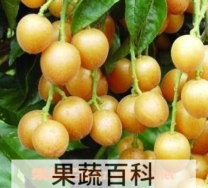 果蔬百科黄皮果的功效与作用