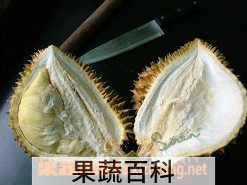 果蔬百科榴莲的核能吃吗 炒着吃味道如何