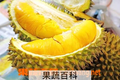 果蔬百科榴莲