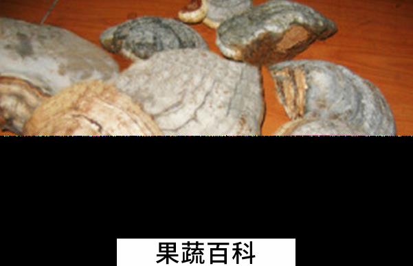 果蔬百科阿里红的功效与作用