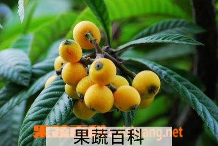 果蔬百科枇杷