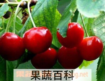 果蔬百科红樱桃
