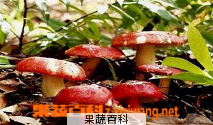 果蔬百科红菇的营养价值与功效 红菇吃法