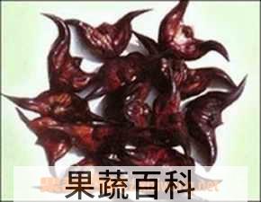 果蔬百科菱角