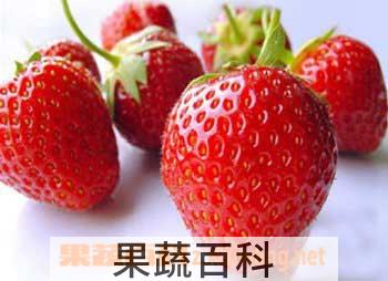 果蔬百科草莓