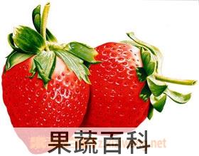 果蔬百科草莓