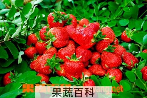 果蔬百科草莓
