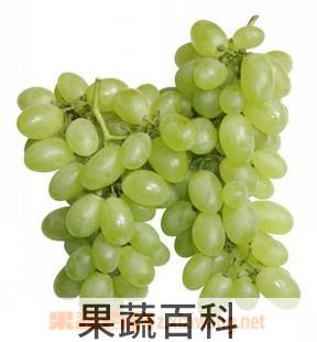 果蔬百科青提子