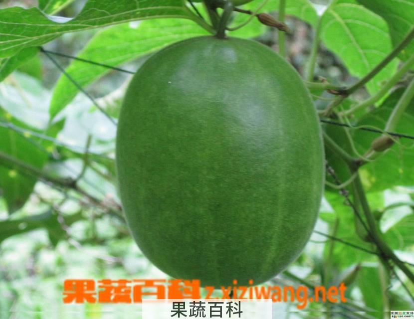 果蔬百科罗汉果