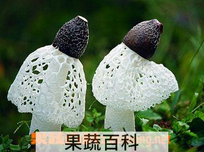 果蔬百科竹荪