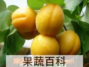 果蔬百科杏